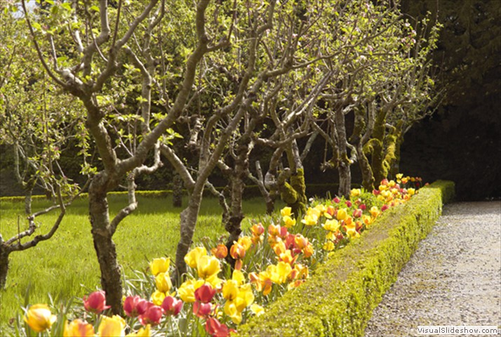 path along the orchard